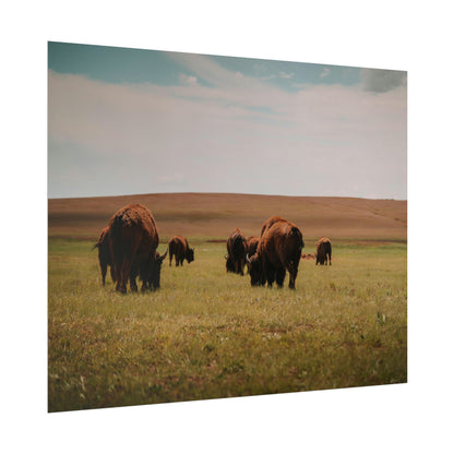 Bisons - Rolled Poster