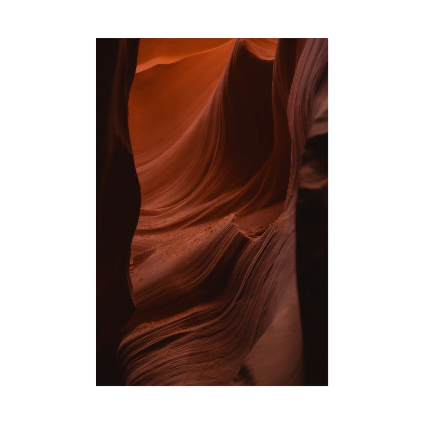Antelope 01 - Rolled Poster