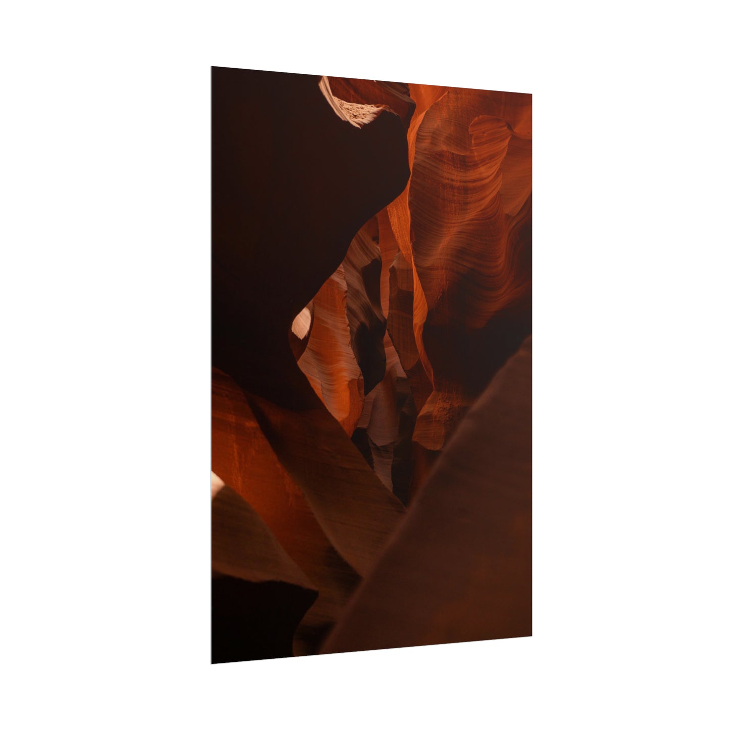 Antelope 05 - Rolled Poster