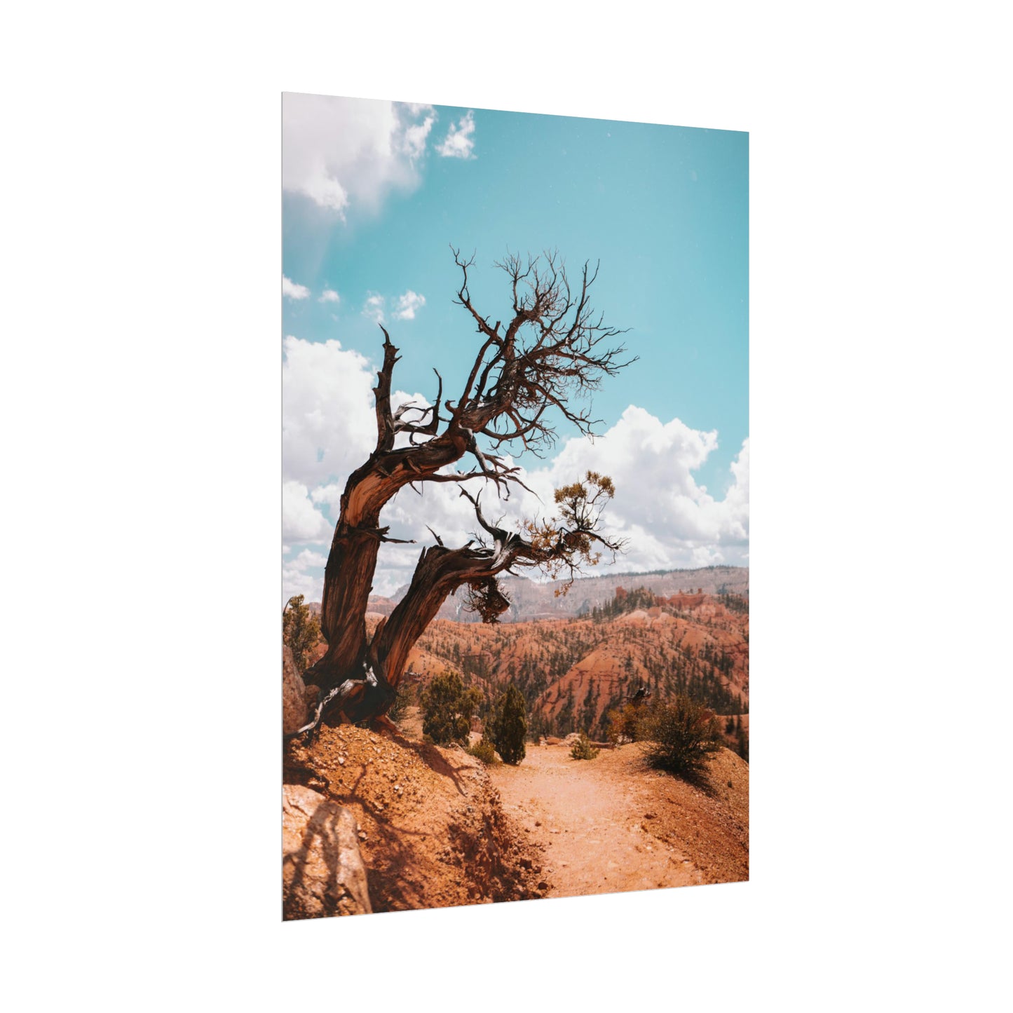 Bryce Canyon 02 - Rolled Poster