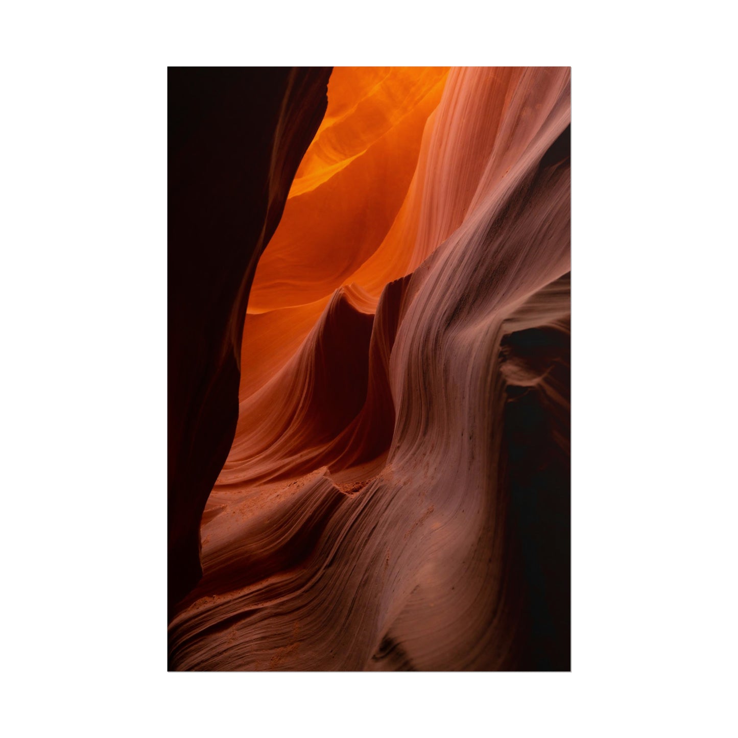 Antelope 04 - Rolled Poster