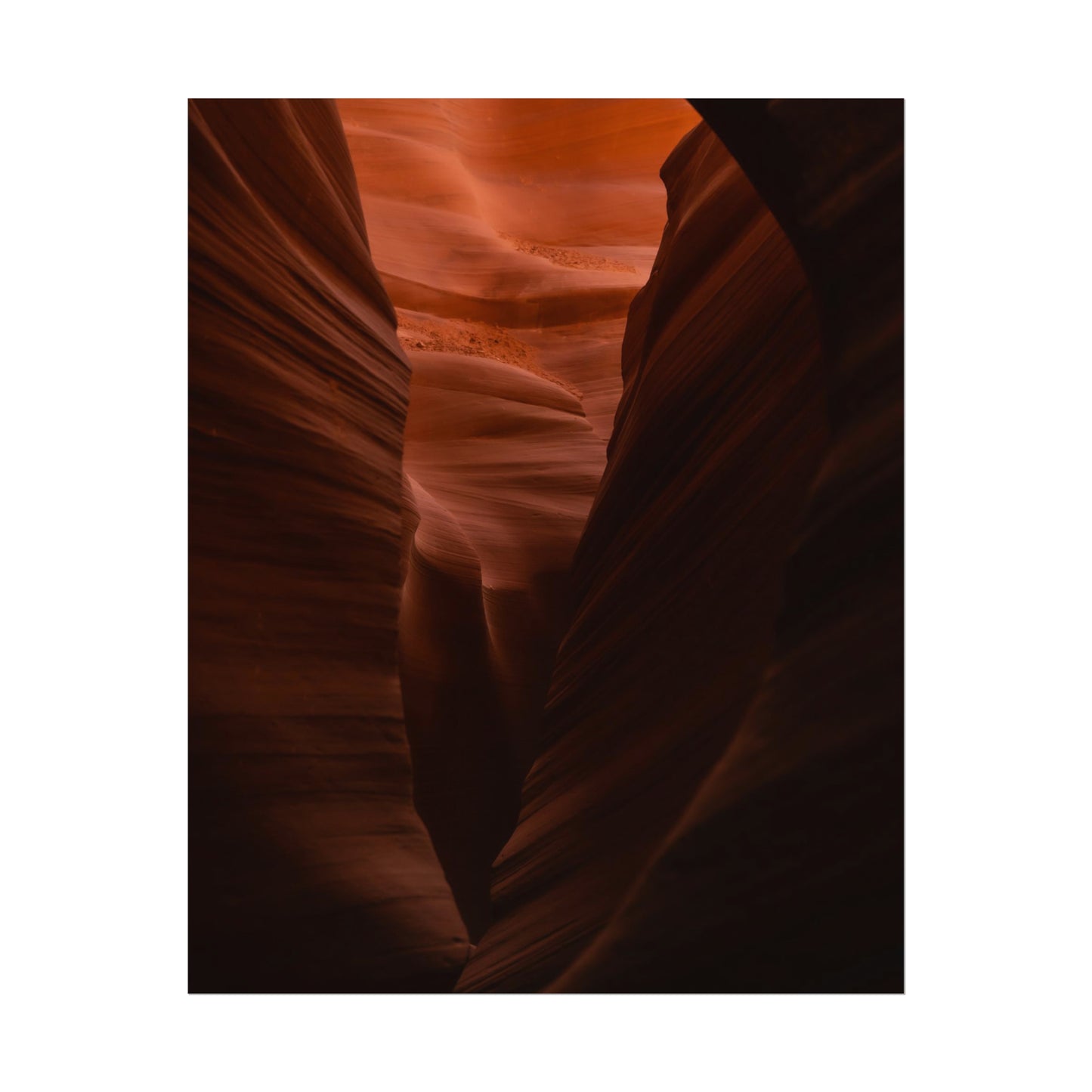 Antelope 02 - Rolled Poster