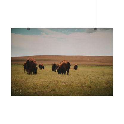 Bisons - Rolled Poster