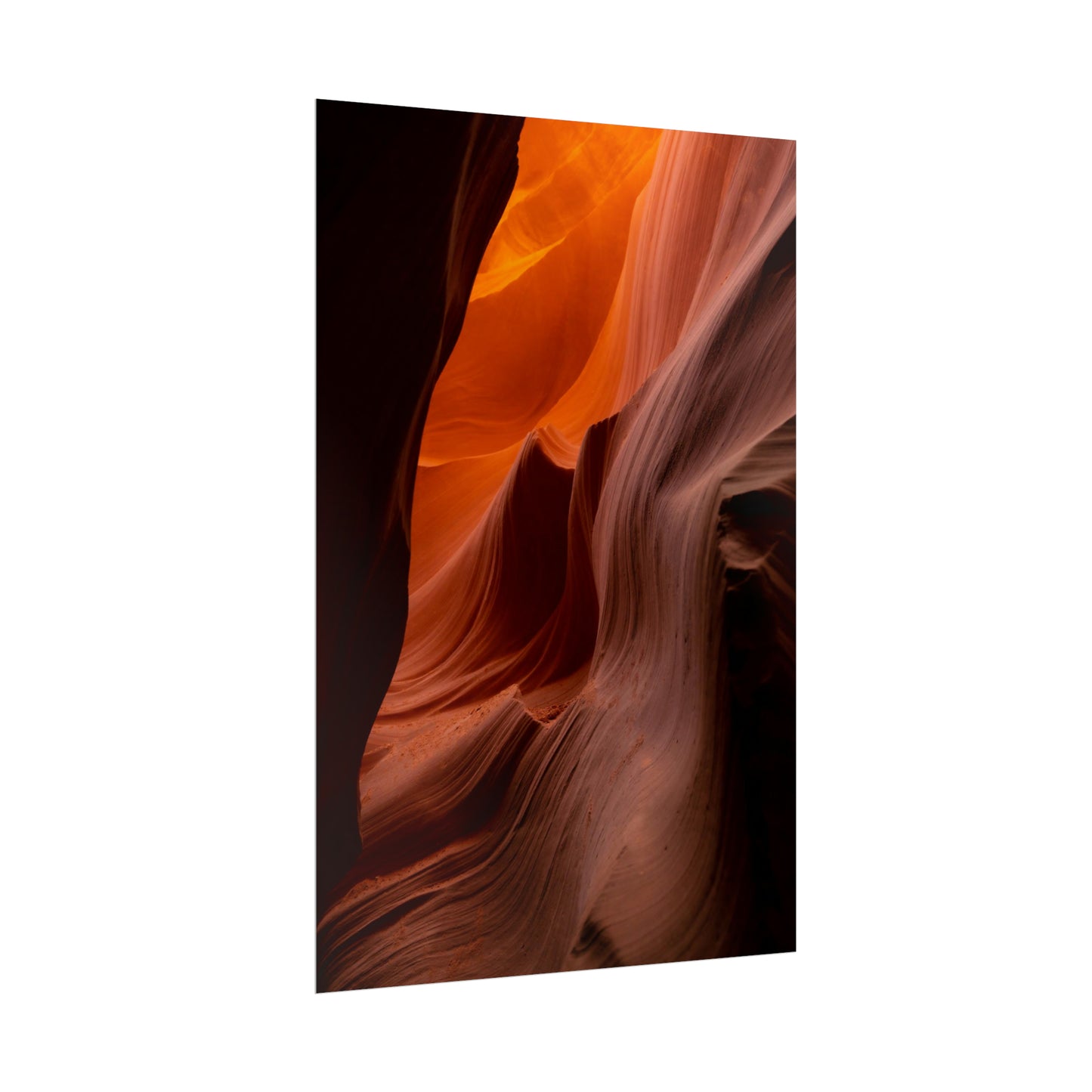 Antelope 04 - Rolled Poster