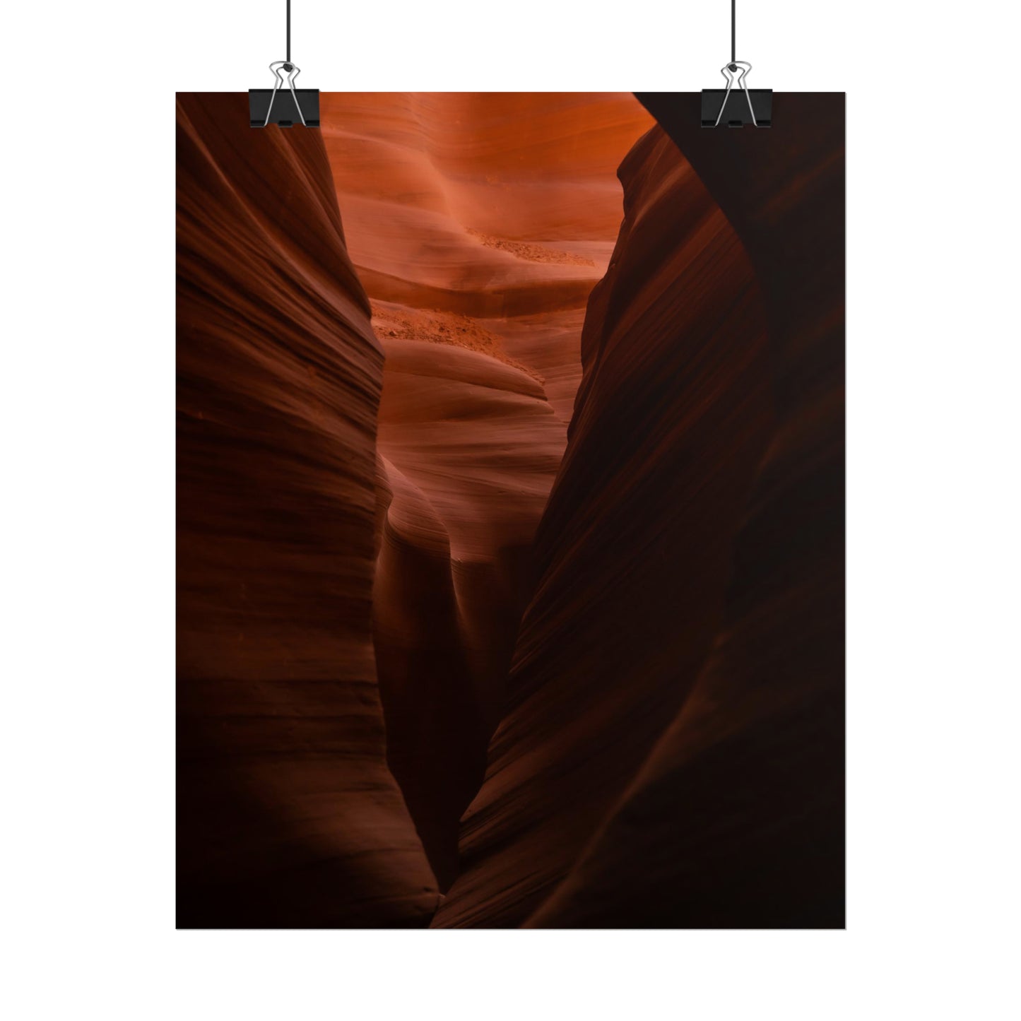Antelope 02 - Rolled Poster