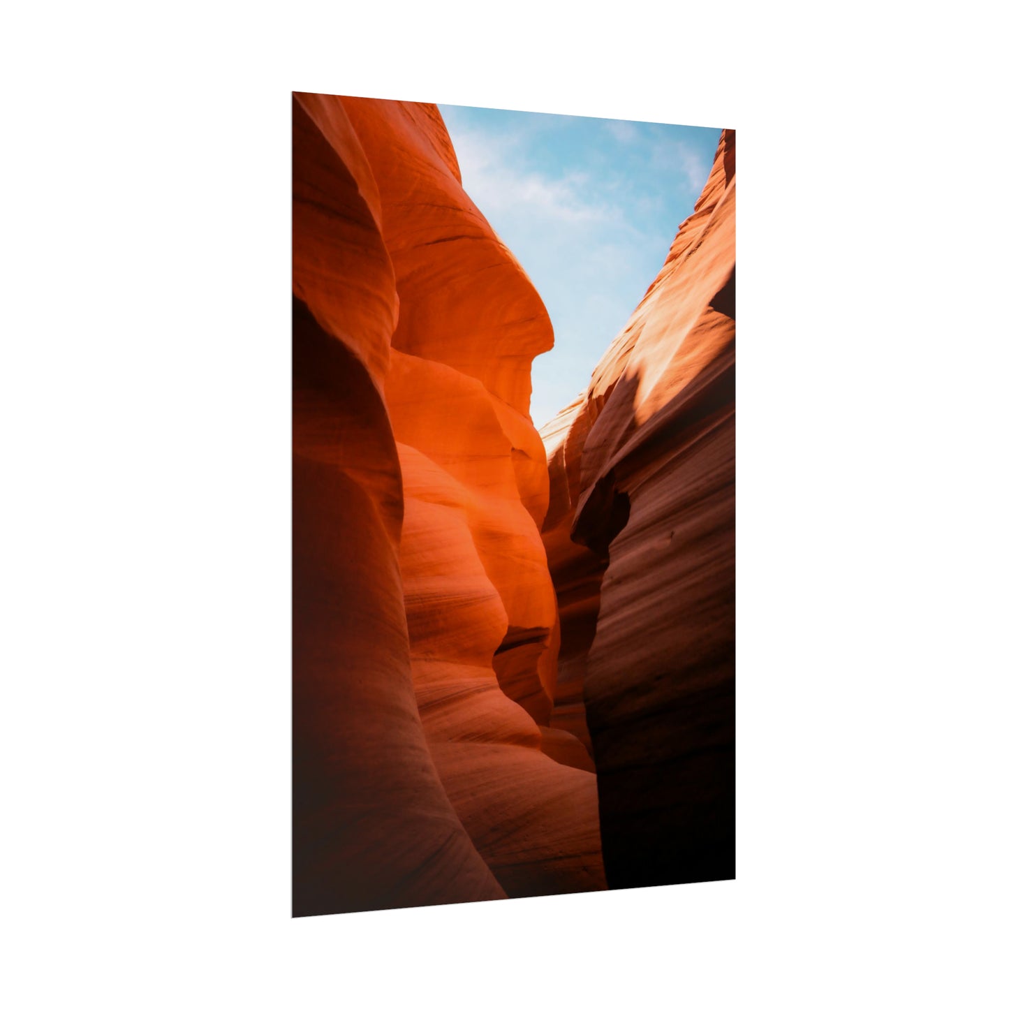 Antelope 06 - Rolled Poster
