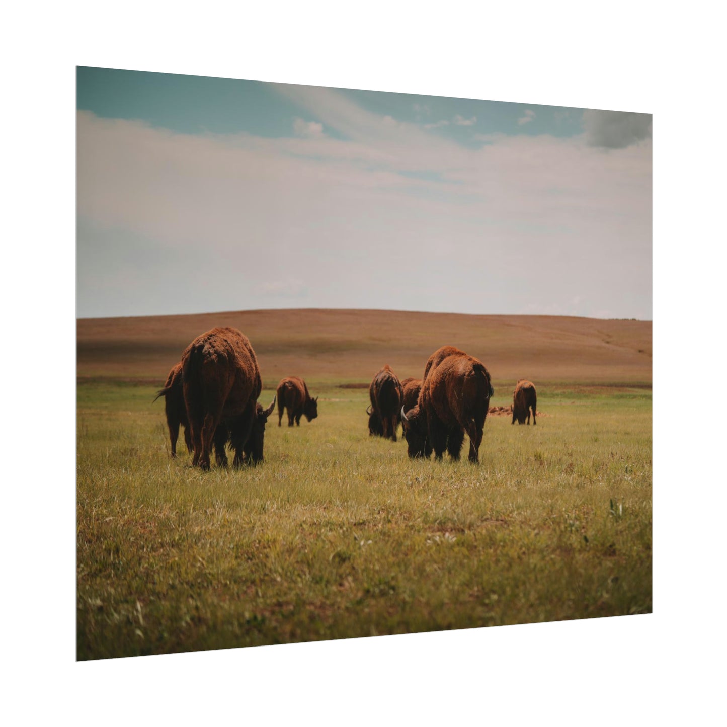Bisons - Rolled Poster