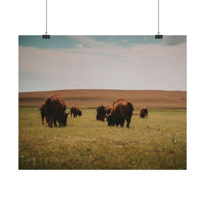 Bisons - Rolled Poster