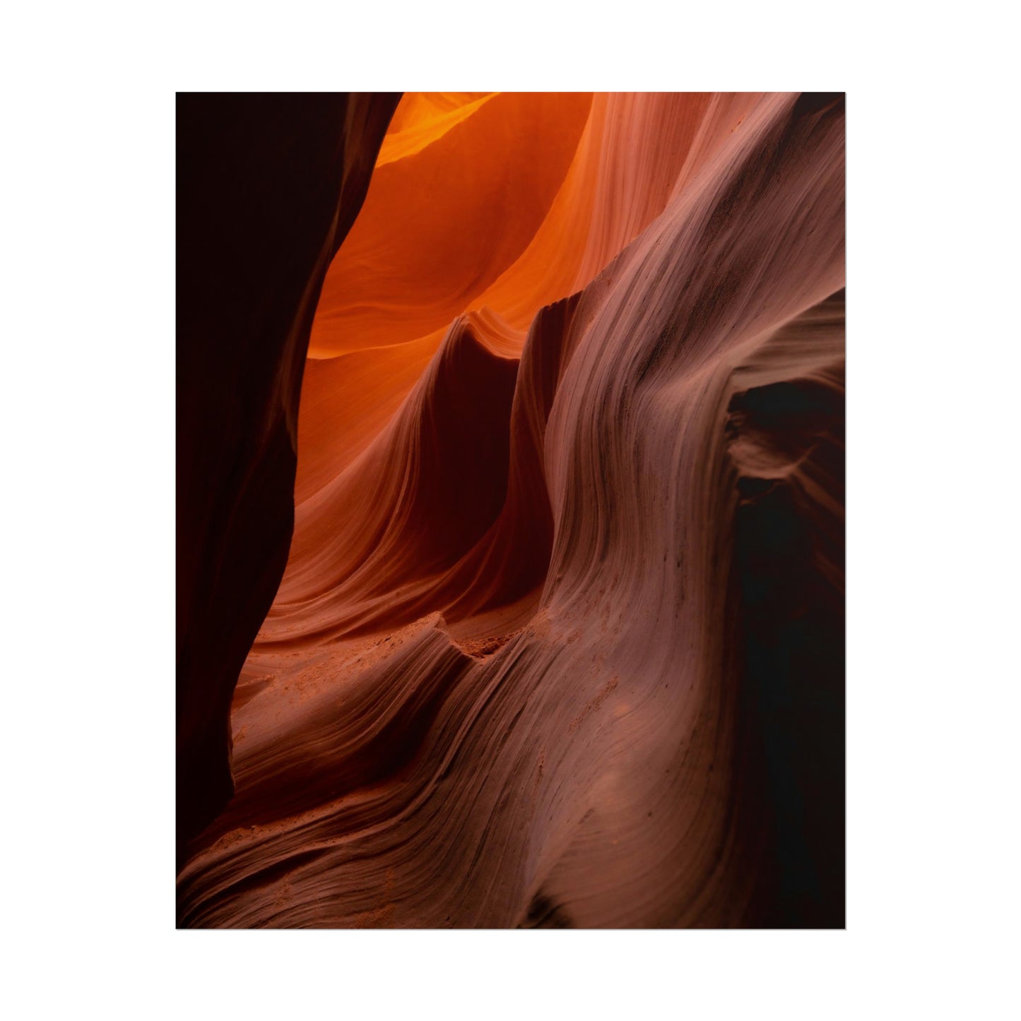 Antelope 04 - Rolled Poster