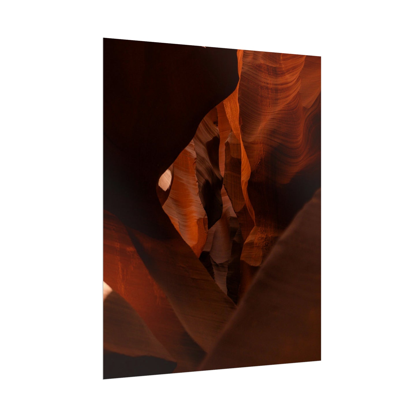 Antelope 05 - Rolled Poster