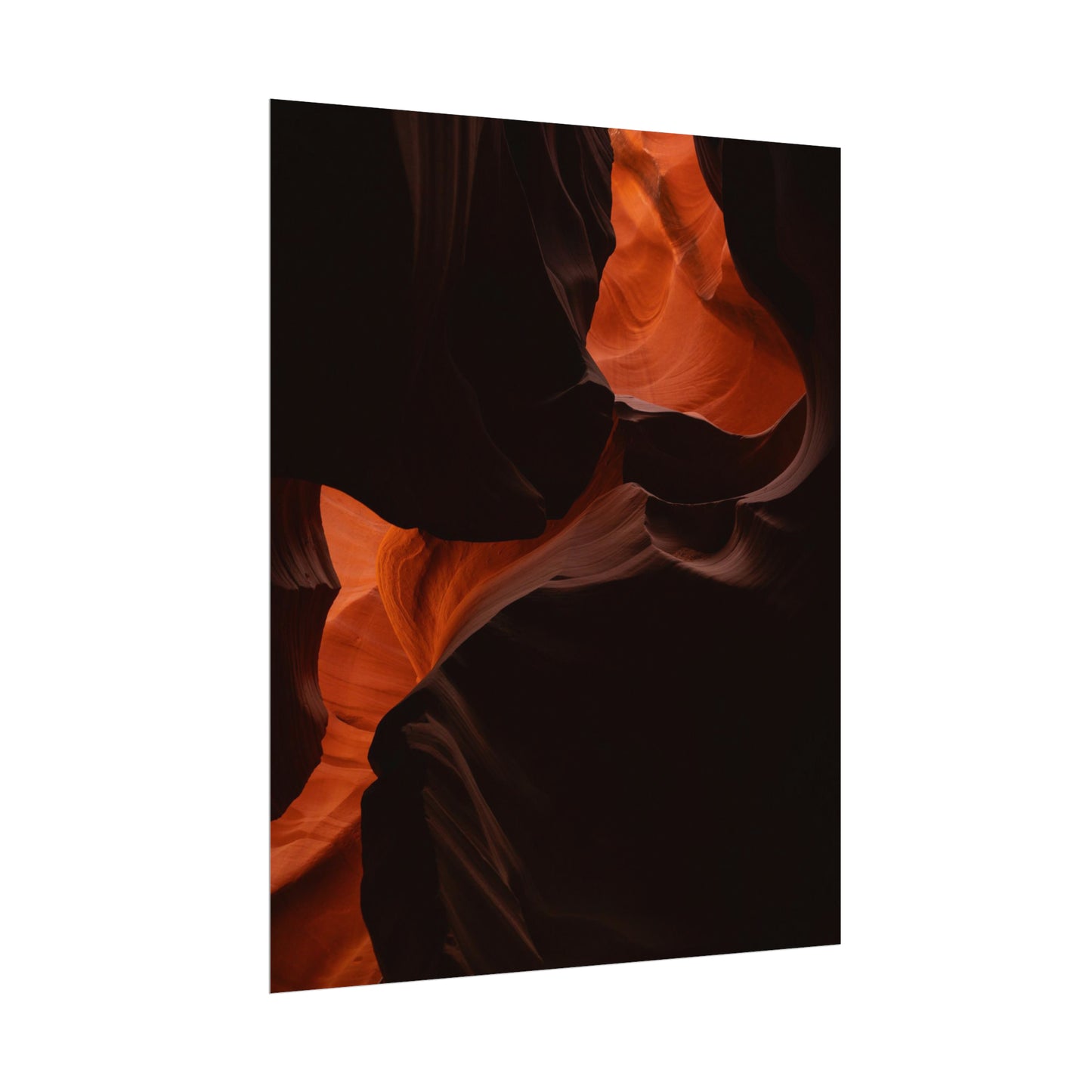 Antelope 08 - Rolled Poster