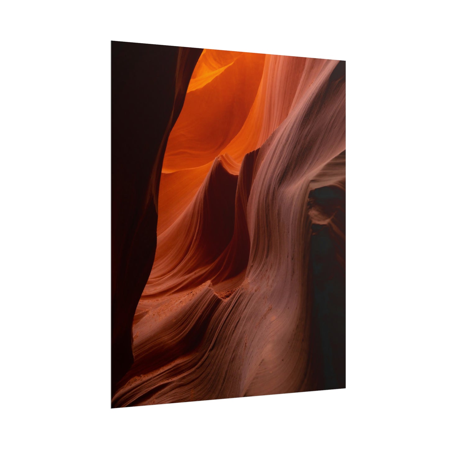 Antelope 04 - Rolled Poster