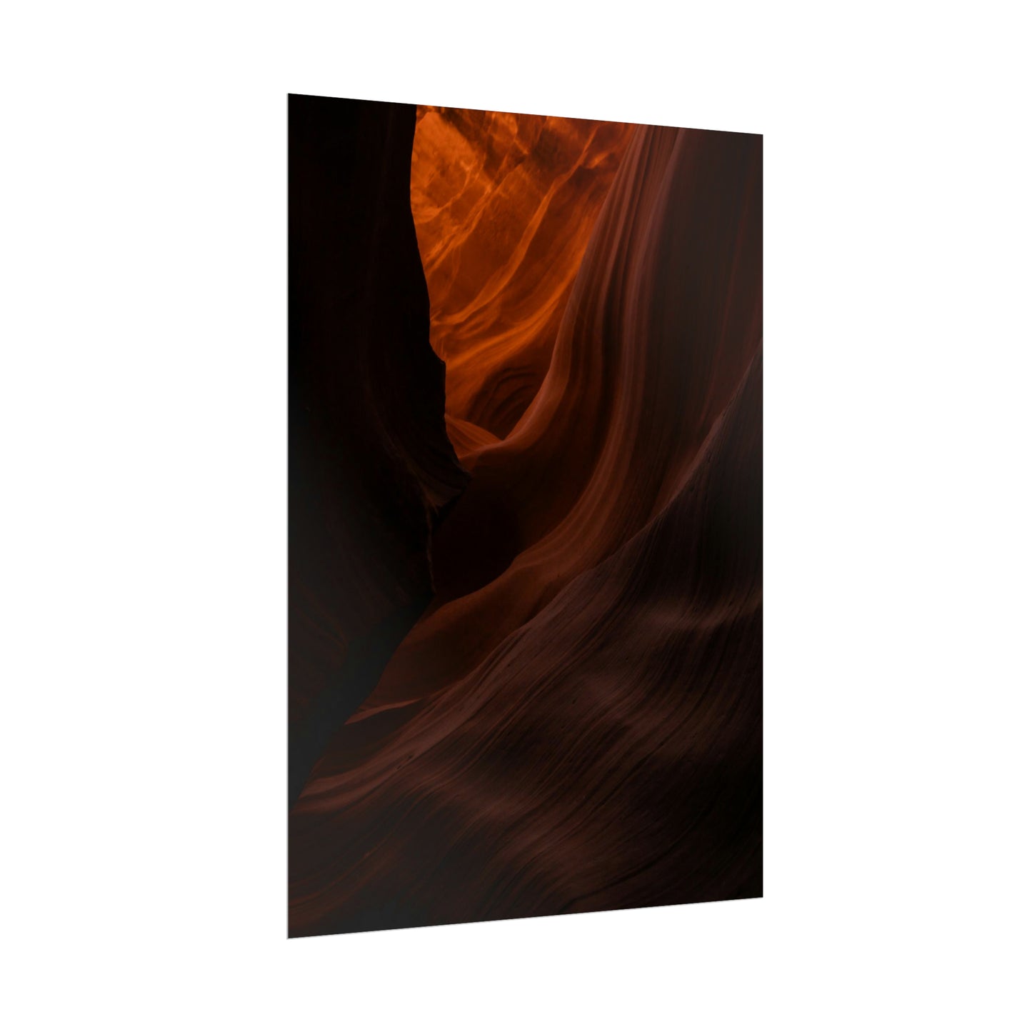 Antelope 03 - Rolled Poster