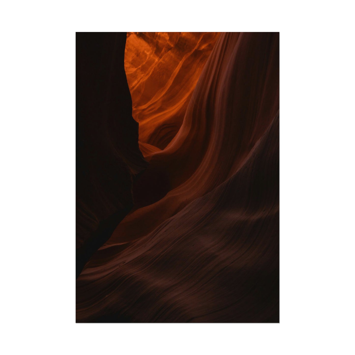 Antelope 03 - Rolled Poster