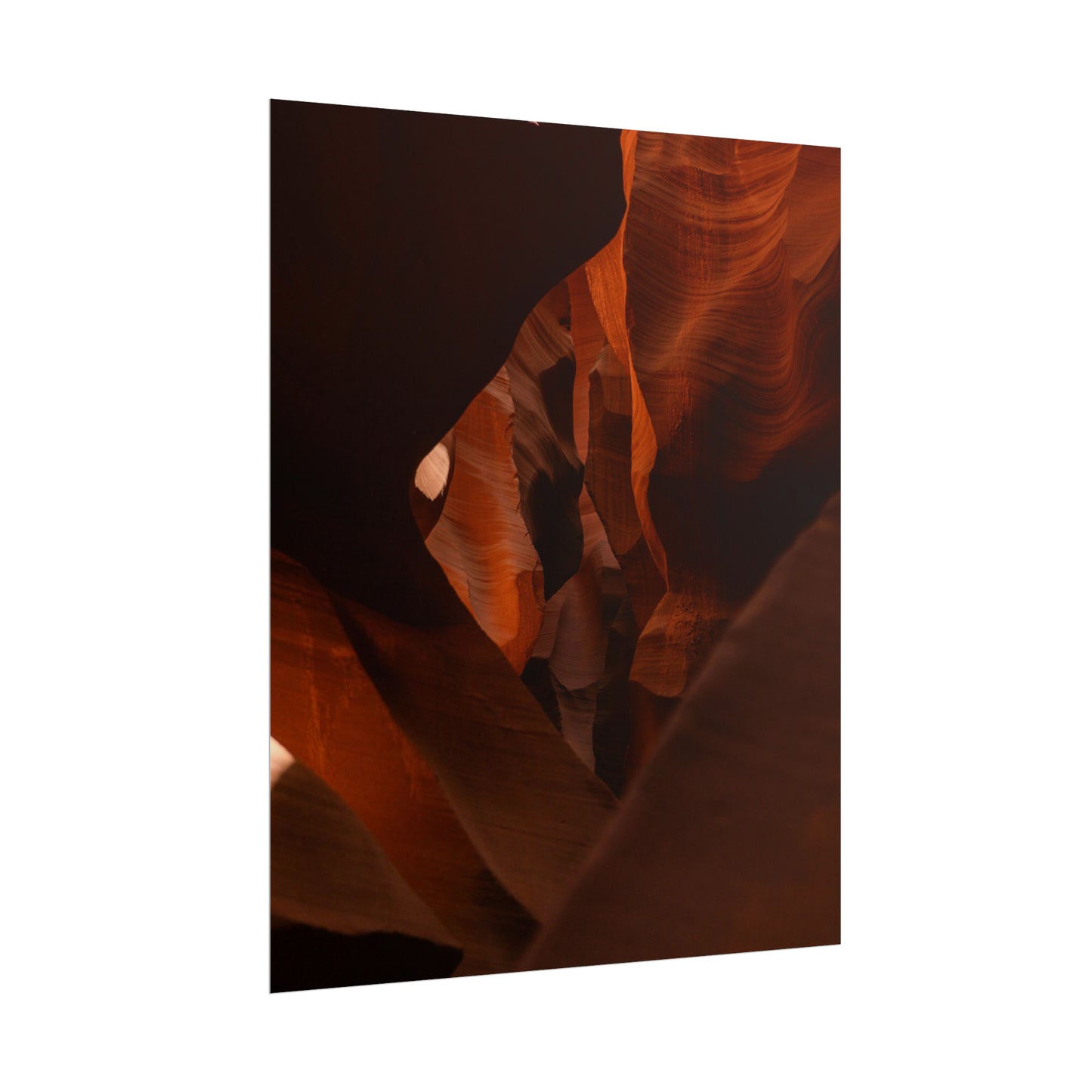 Antelope 05 - Rolled Poster