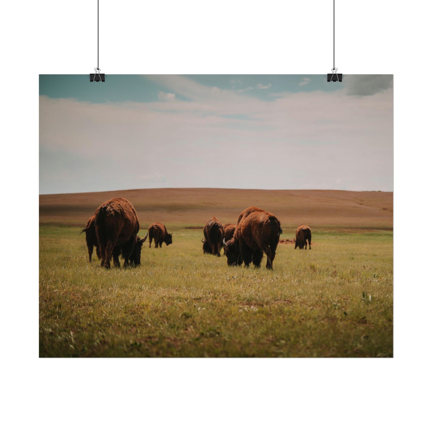 Bisons - Rolled Poster