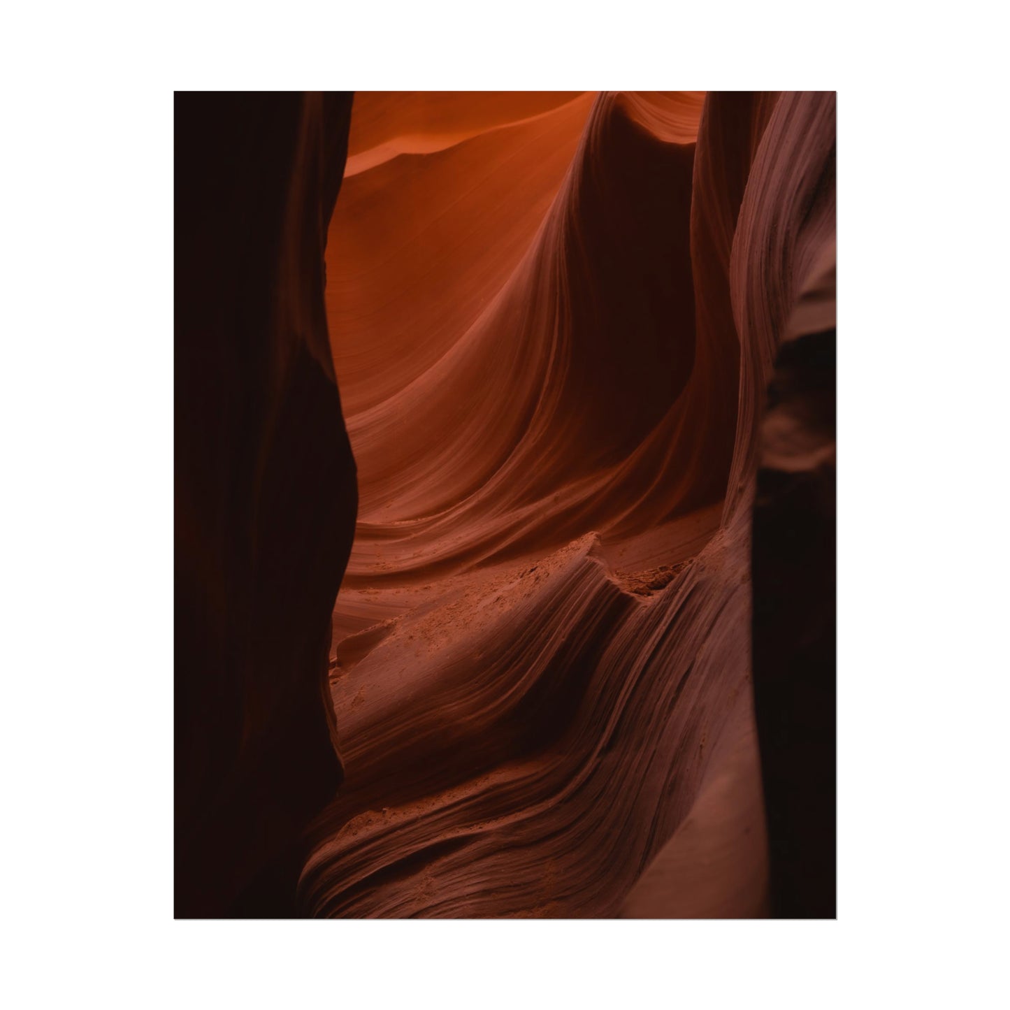 Antelope 01 - Rolled Poster