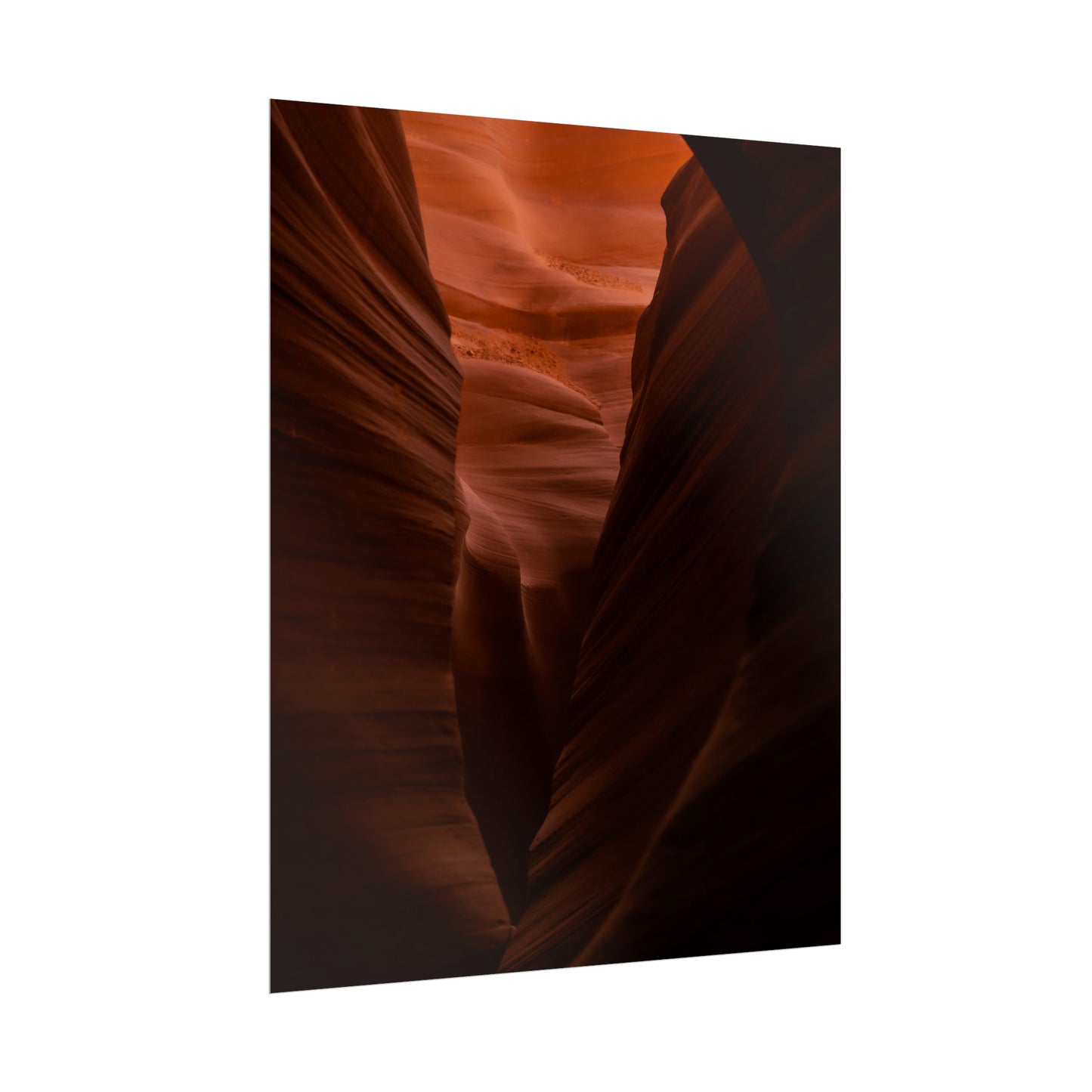 Antelope 02 - Rolled Poster
