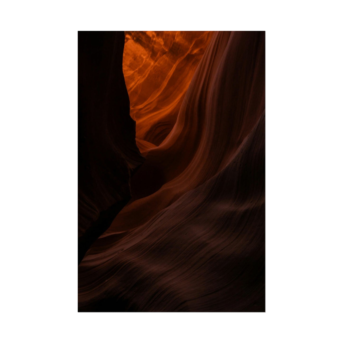 Antelope 03 - Rolled Poster