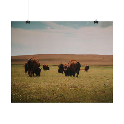 Bisons - Rolled Poster