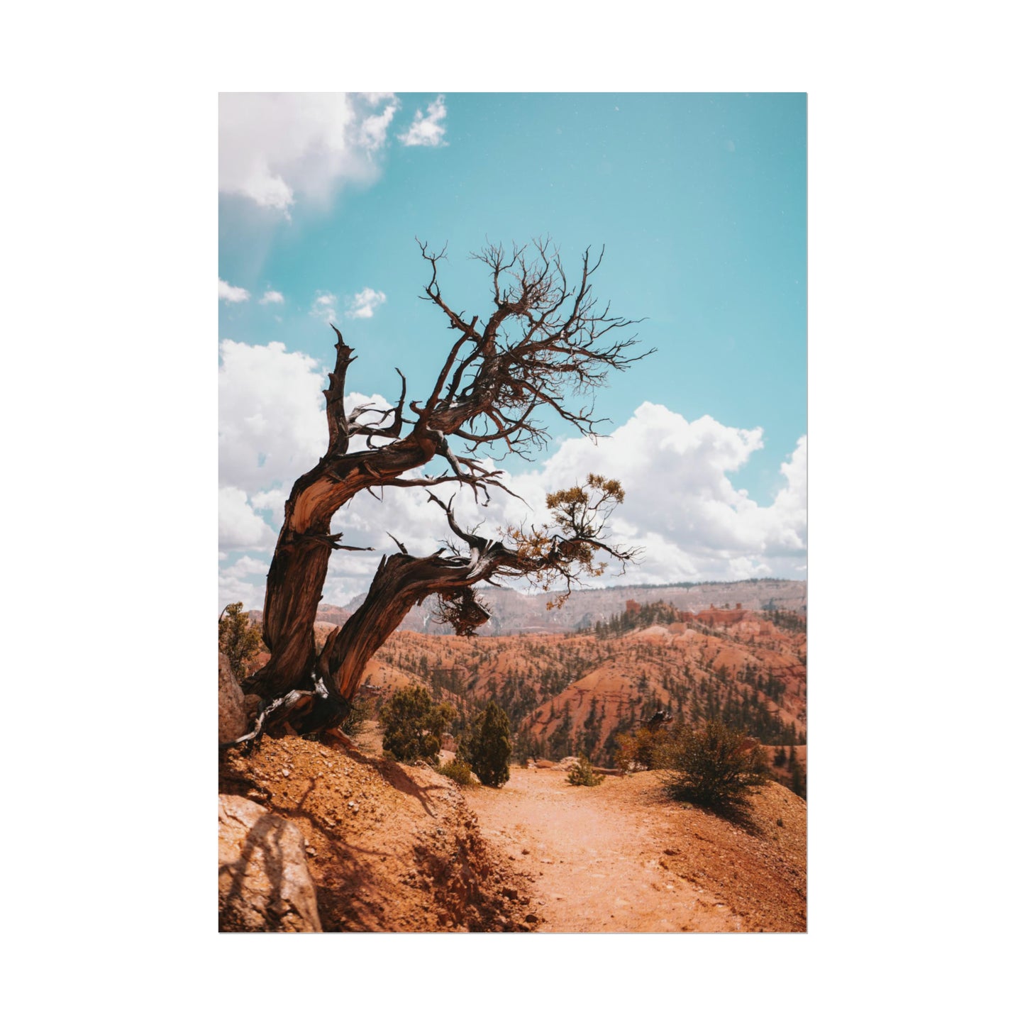 Bryce Canyon 02 - Rolled Poster