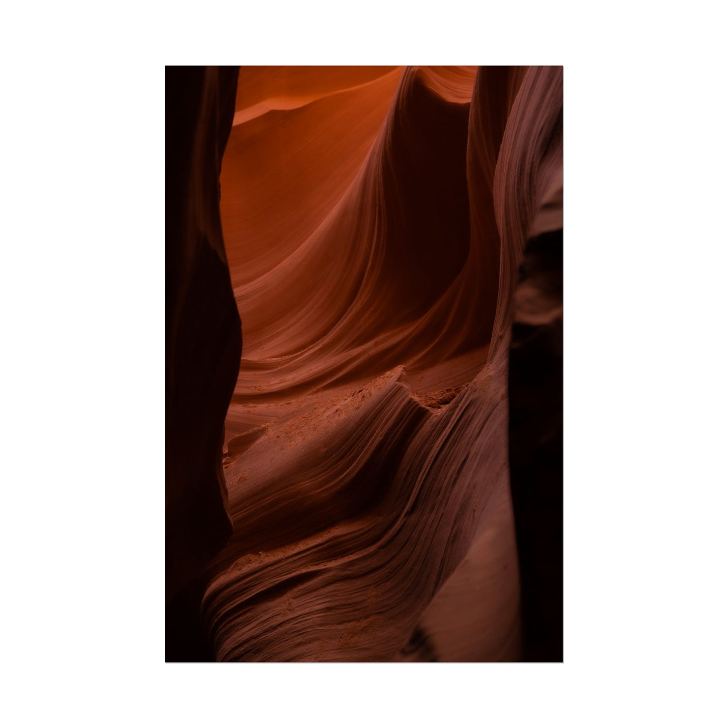 Antelope 01 - Rolled Poster