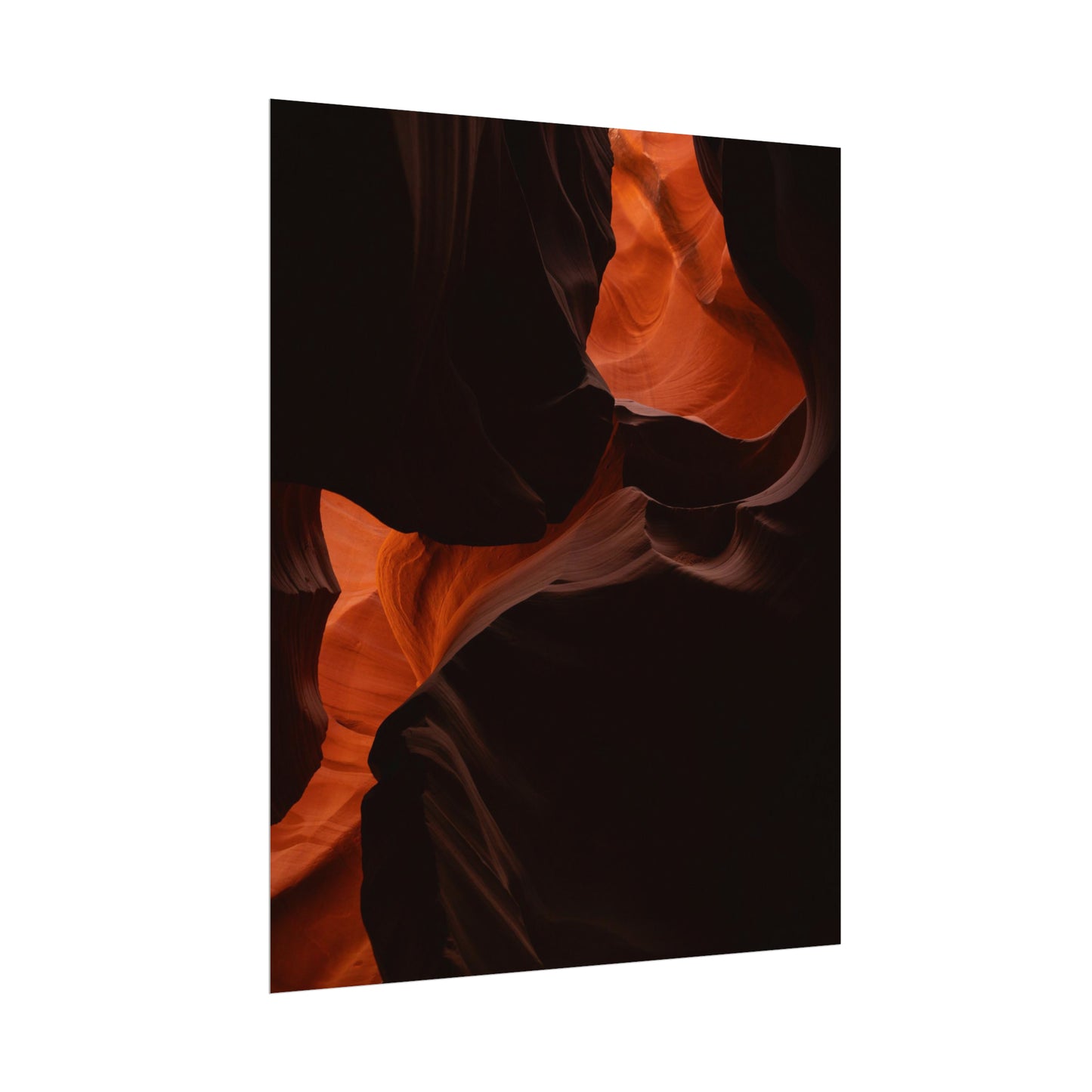 Antelope 08 - Rolled Poster