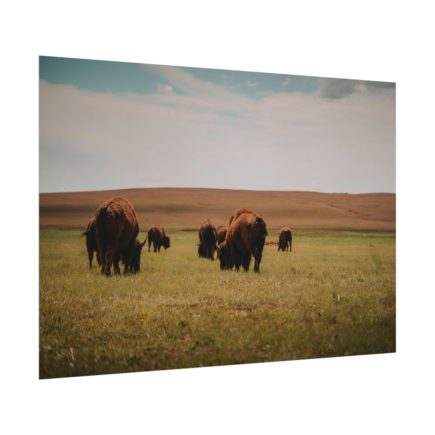 Bisons - Rolled Poster