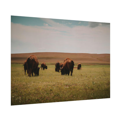Bisons - Rolled Poster