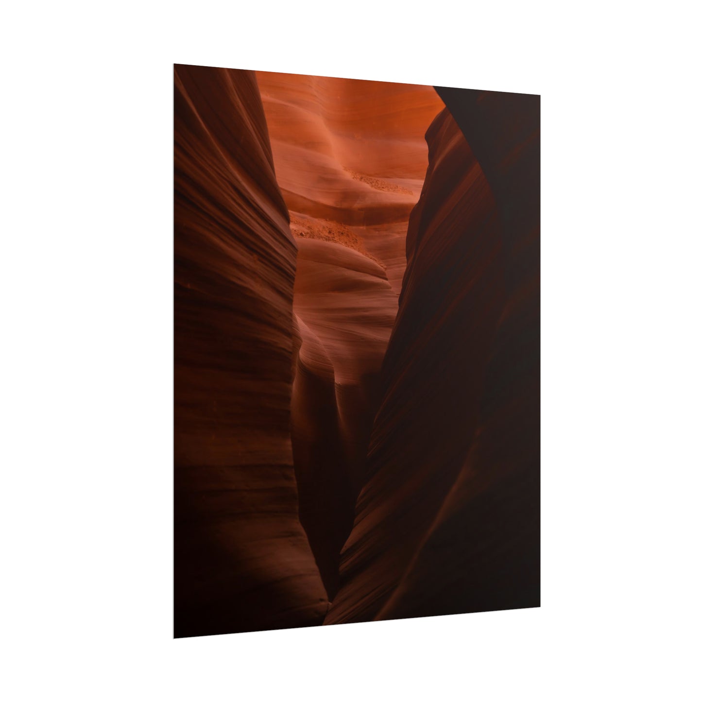 Antelope 02 - Rolled Poster