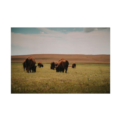 Bisons - Rolled Poster