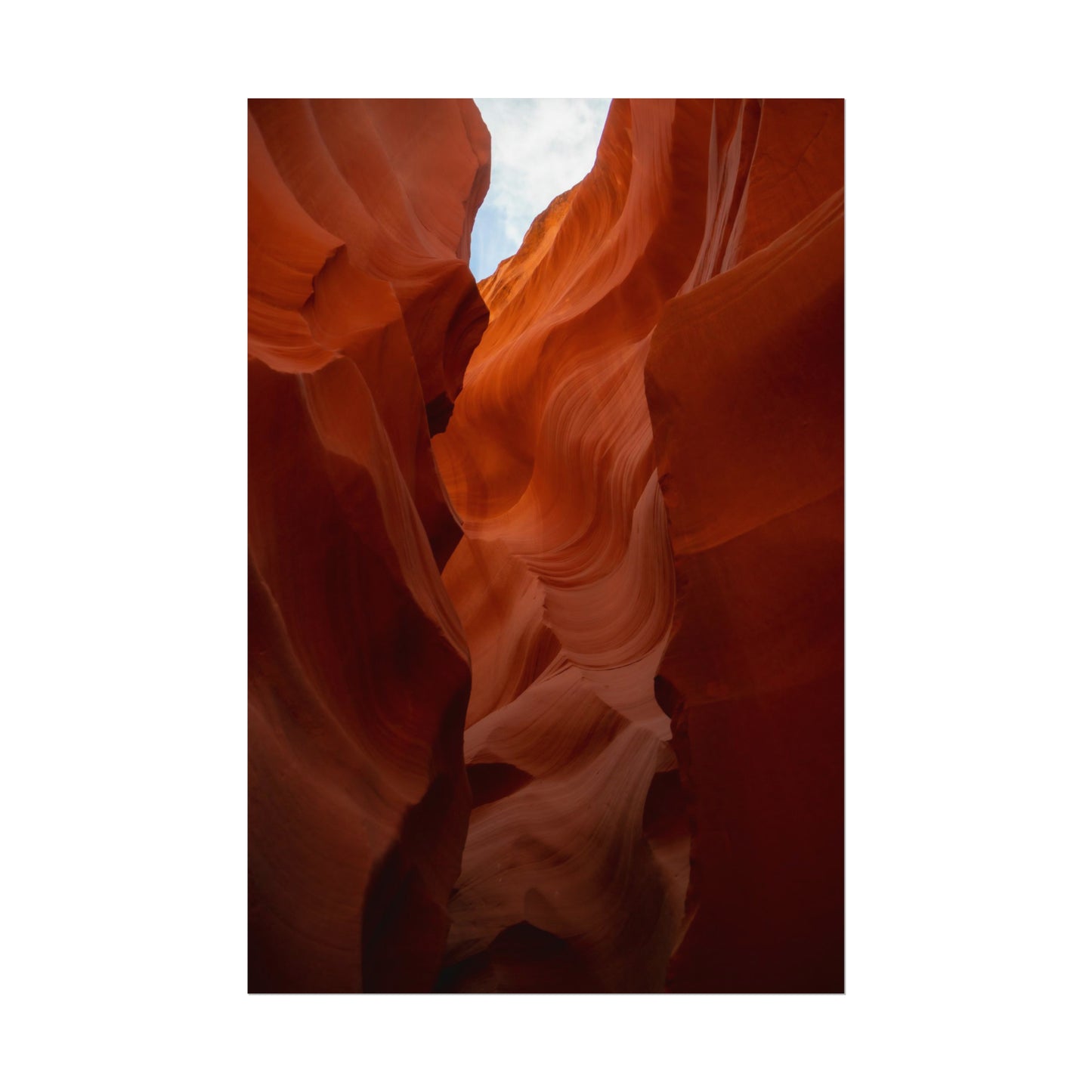 Antelope 07 - Rolled Poster
