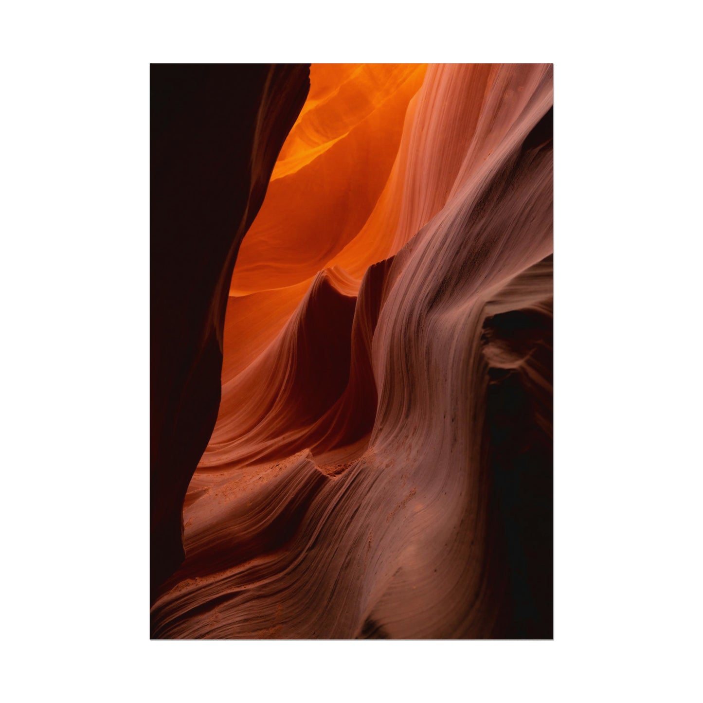 Antelope 04 - Rolled Poster