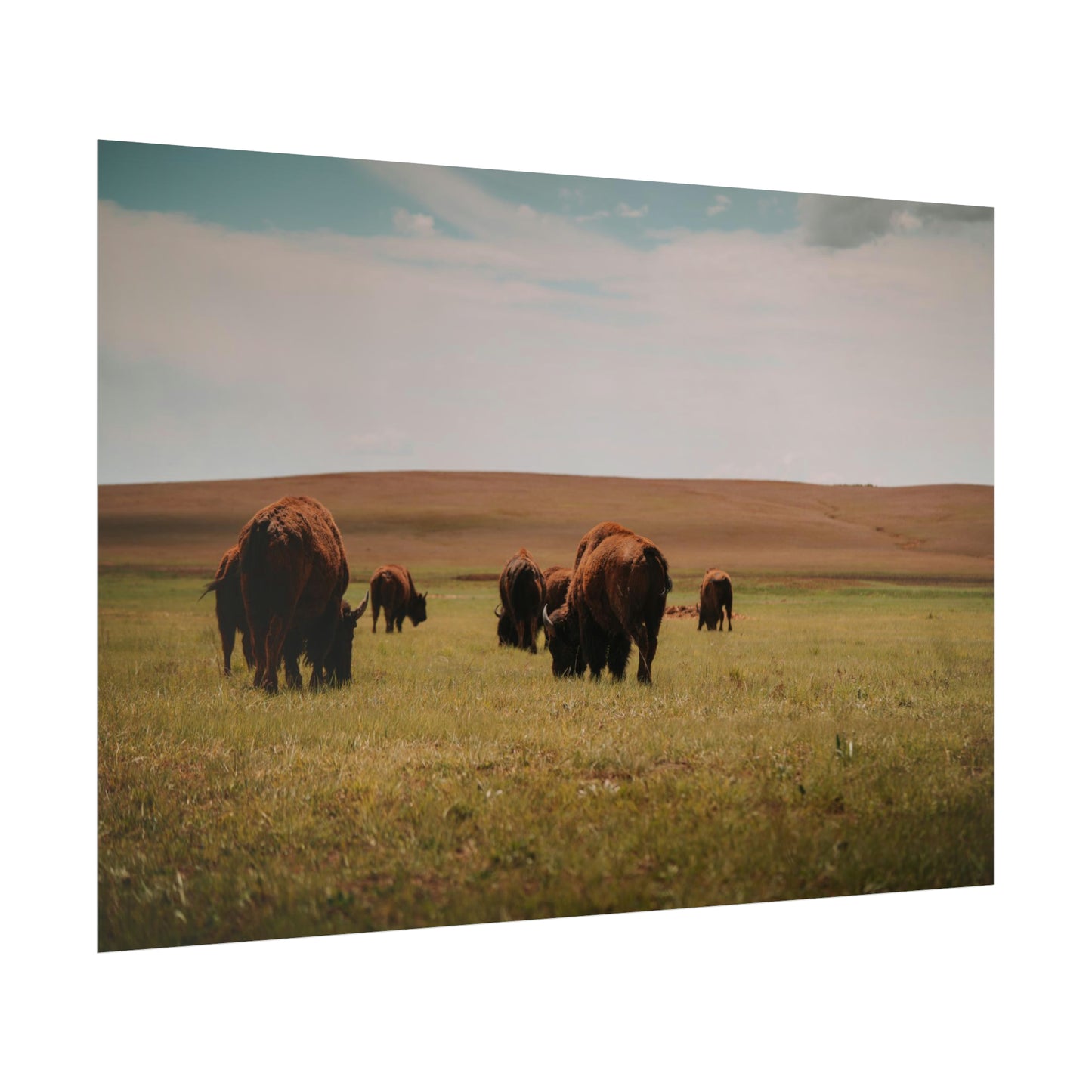 Bisons - Rolled Poster