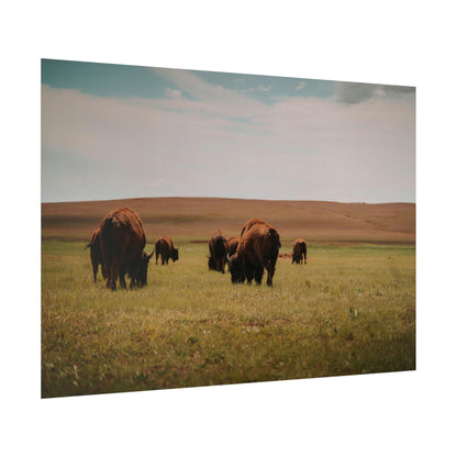 Bisons - Rolled Poster