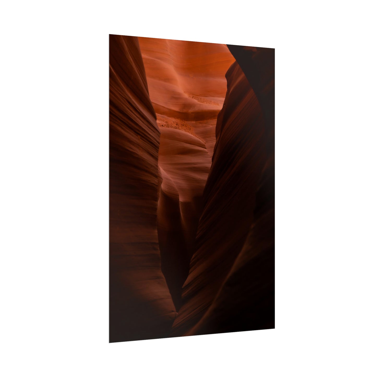 Antelope 02 - Rolled Poster