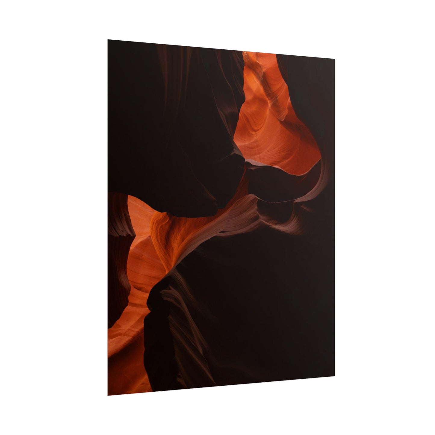 Antelope 08 - Rolled Poster