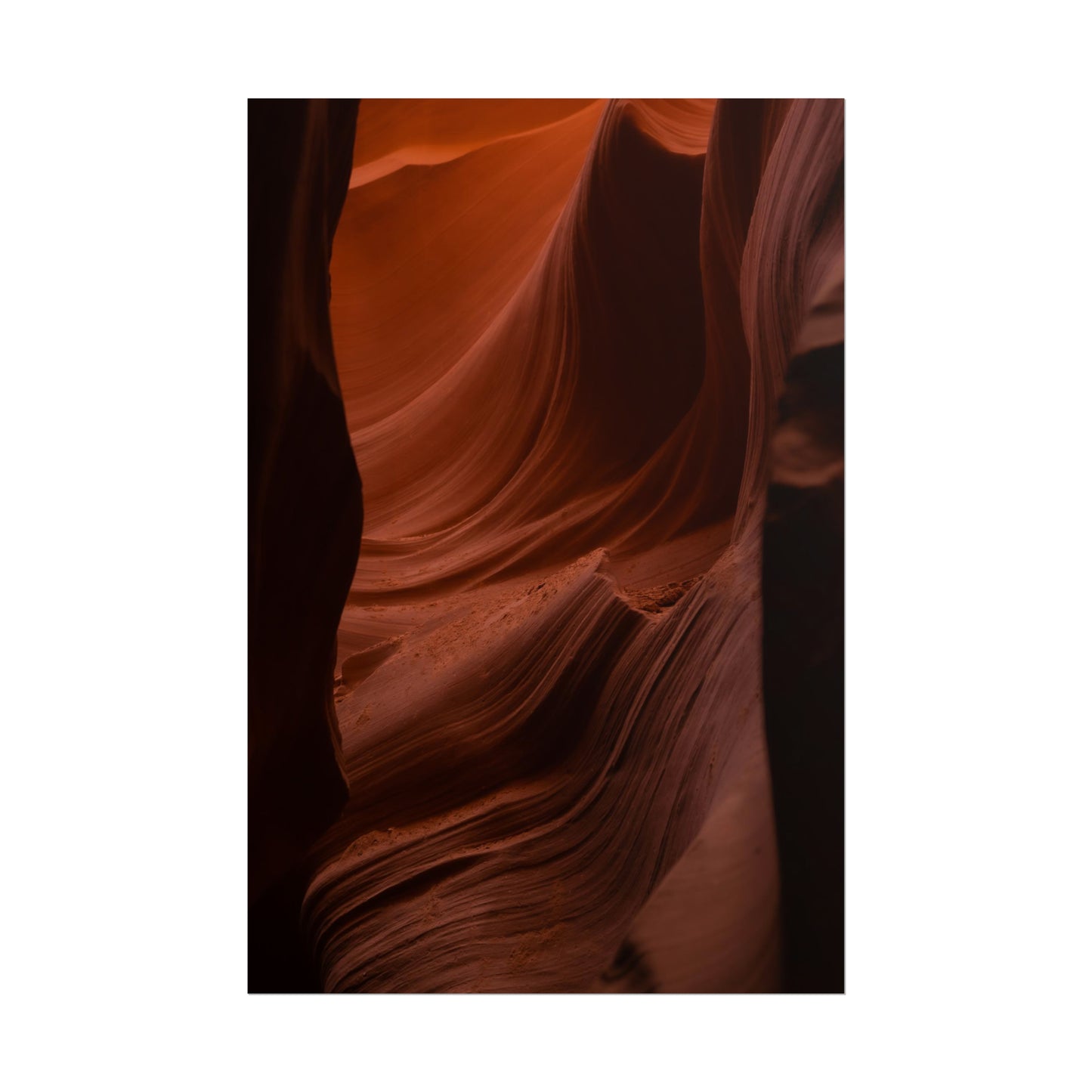 Antelope 01 - Rolled Poster