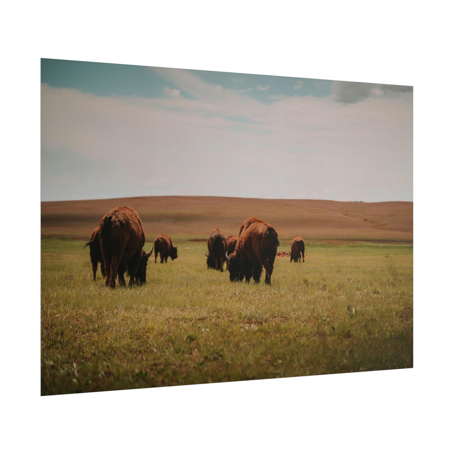 Bisons - Rolled Poster