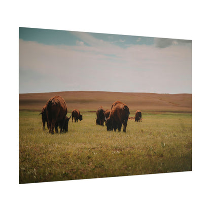 Bisons - Rolled Poster