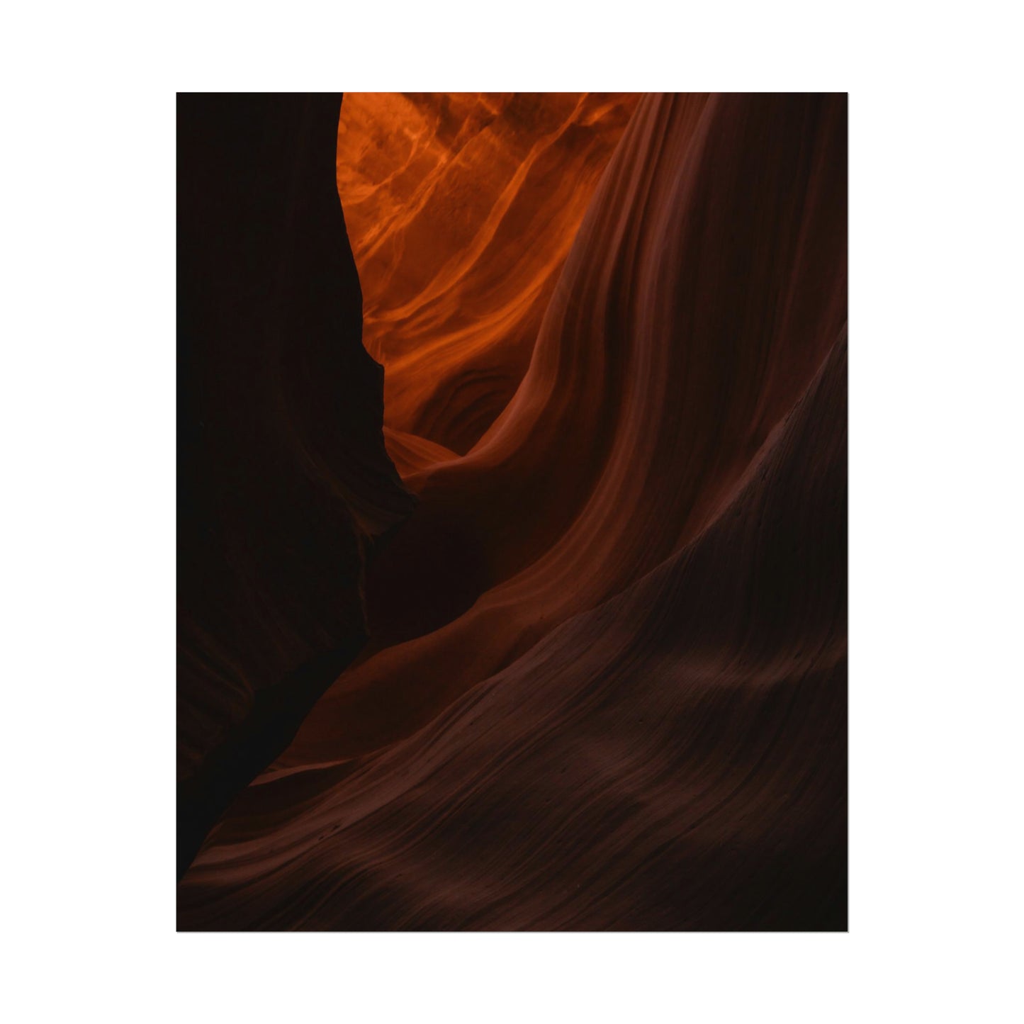 Antelope 03 - Rolled Poster