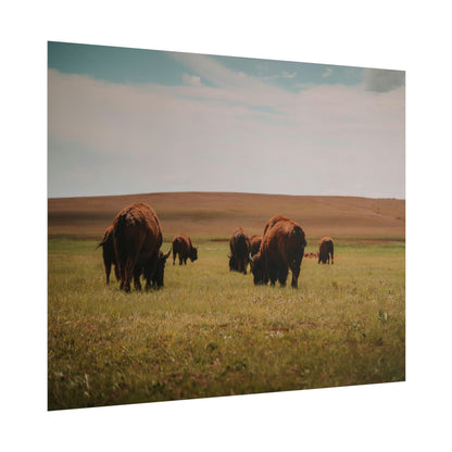 Bisons - Rolled Poster