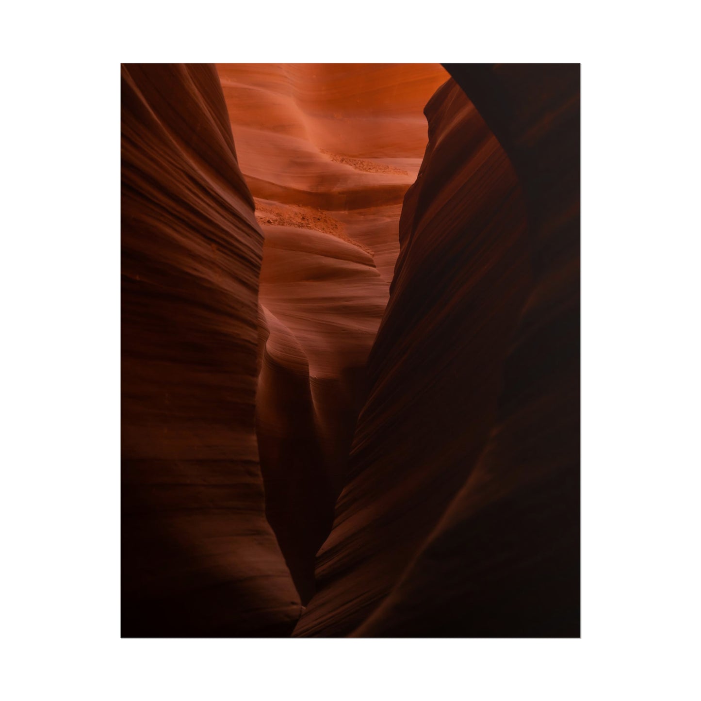 Antelope 02 - Rolled Poster