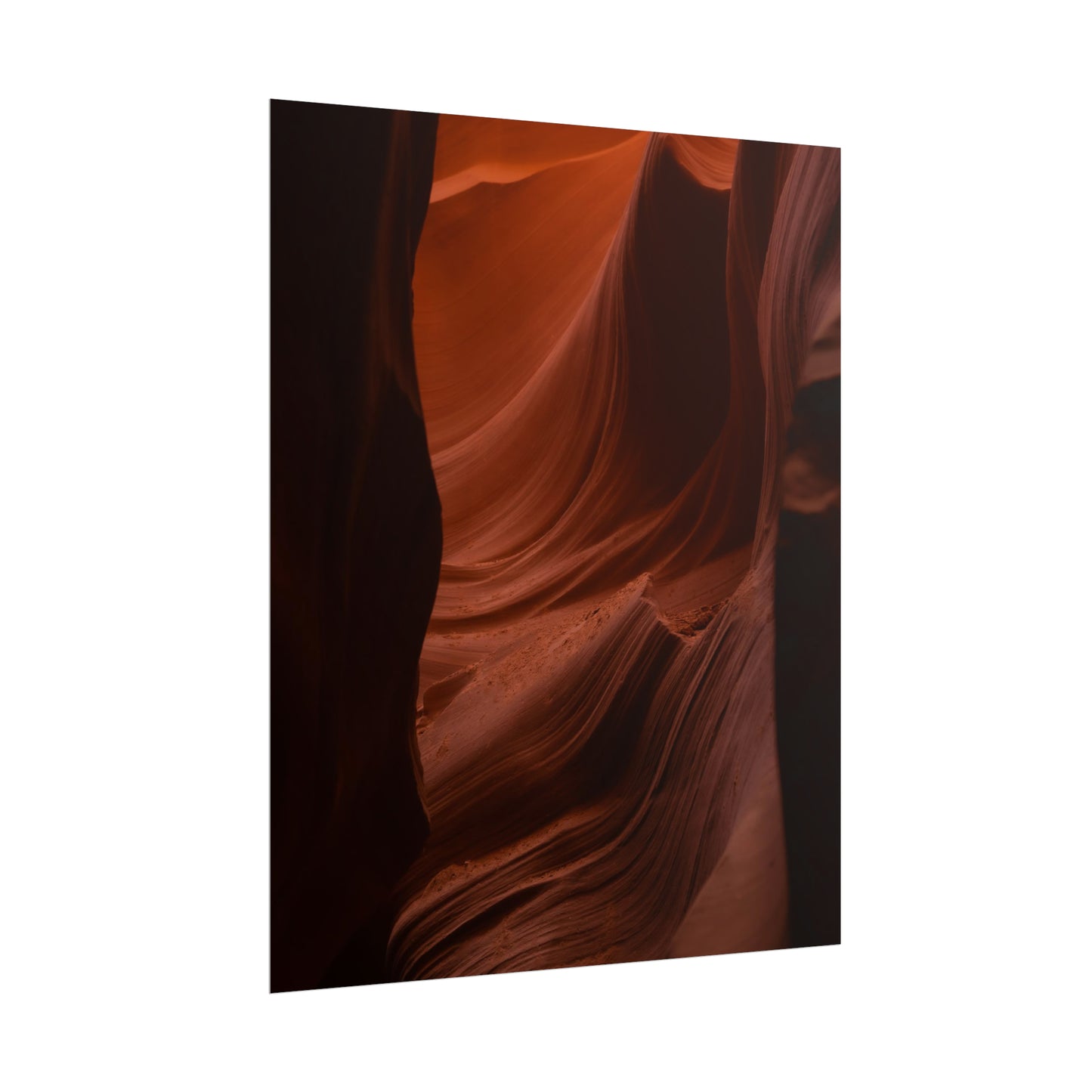 Antelope 01 - Rolled Poster