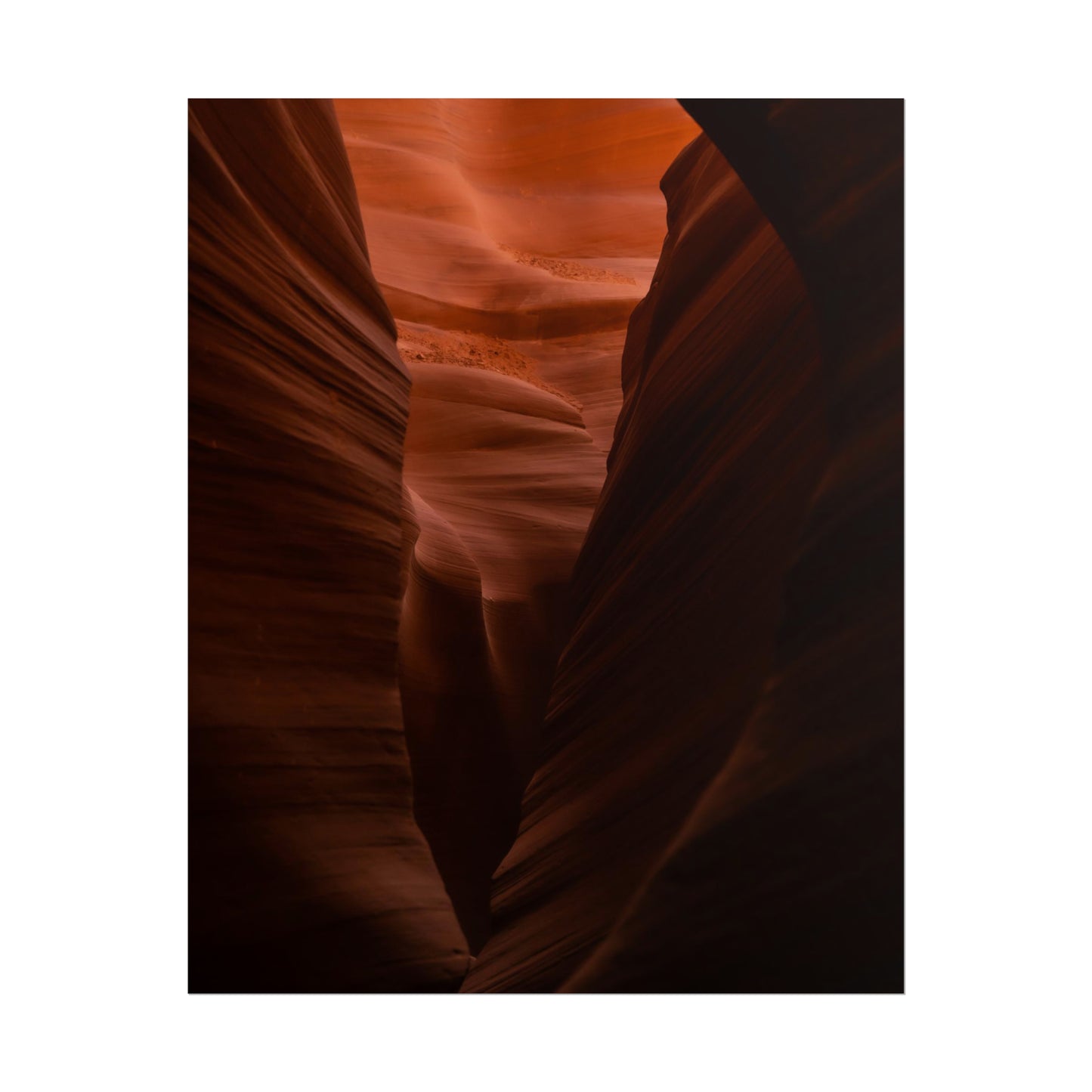 Antelope 02 - Rolled Poster