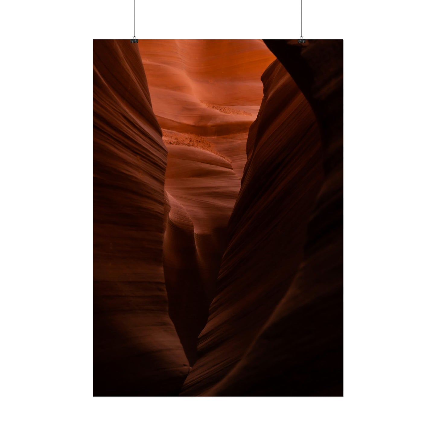 Antelope 02 - Rolled Poster
