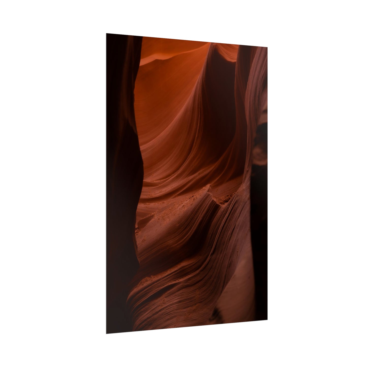 Antelope 01 - Rolled Poster