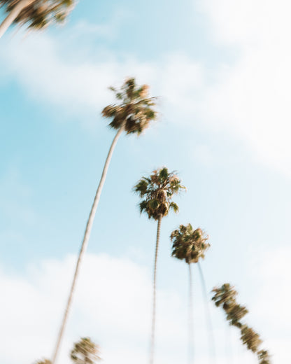 Palm Trees