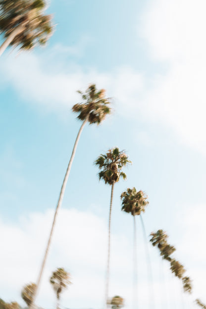 Palm Trees