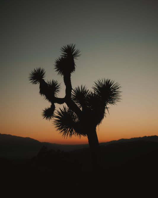 Joshua Tree